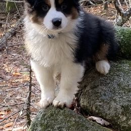 Australian Shepherd and Miniature American Shepherd All Grown Up from Hemlock Brook Farm and Kennels