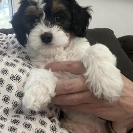 Cavapoo Puppies from Pensacola Blue Cavapoos