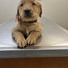 Dachshund and Golden Retriever Puppies from HS Goldens