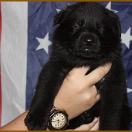 German Shepherd Puppies from Black Beauty Shepherds