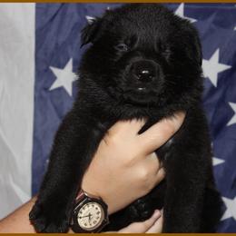 German Shepherd Puppies from Black Beauty Shepherds