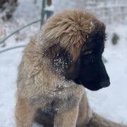 Leonberger Puppies from Flatirons Leonbergers