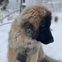 Leonberger Puppies from Flatirons Leonbergers