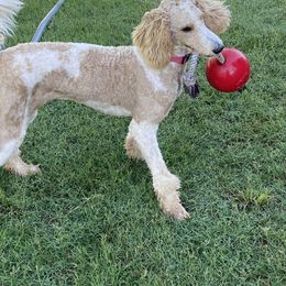 Poodle All Grown Up from Dynasty Ridge