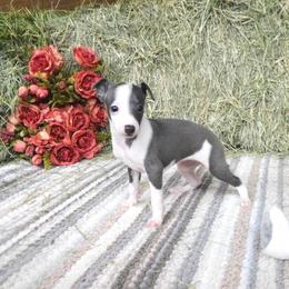 Tia Female 2 - Blue female Italian Greyhound puppy in Sparta Tn And Caryville Fl, Florida from Summerwind Kennel