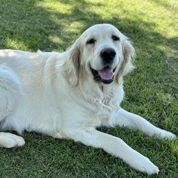 Bliss - Golden Retriever