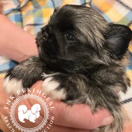Kupid - Gray sable male Pekingese puppy in Berwick, Pennsylvania from TnK Pekingese