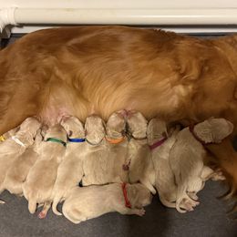 Mr. Green - Golden male Golden Retriever puppy in Havana, Florida from Golden Gems