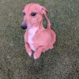 Lucy - Dapple female Dachshund puppy in Waddell, Arizona from The Bearded Companions