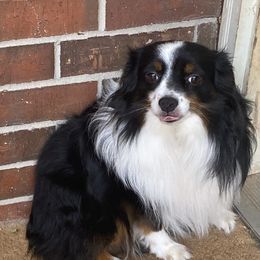 Shooter - Toy Australian Shepherd
