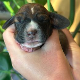 Boy 3 - Red and white male Basset Hound puppy in Lindley, New York from Hill Top Basset Hounds & Cane Corso