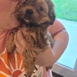 Baby boy yellow - Black and gold male Shorkie puppy in Chipley, Florida from Relentless Homestead