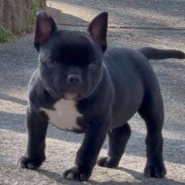 Peanut - Black male American Bully puppy in Dallas, Georgia from Manuia Kennels
