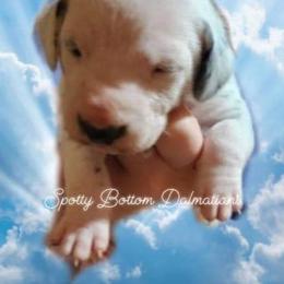 Dalmatian Puppies from Spotty Bottom Dalmatians