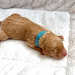 Buster Moon - Apricot male Goldendoodle puppy in Fairwood, Washington from Goldendoodles on the Prairie