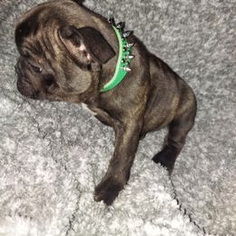 French Bulldog Puppies from Absolute Frenchie Connection