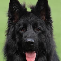 Quattro - German Shepherd