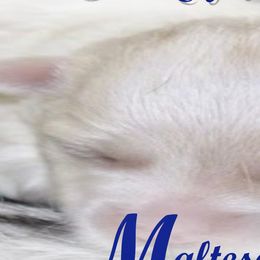 Biewer Terriers, Miniature Schnauzers, Morkies, and Yorkshire Terriers from Blue Ridge Mountain Puppies