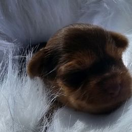 Athena - Chocolate and tan female Yorkshire Terrier puppy in Hamilton, Ohio from Purebred Yorkies of Ohio