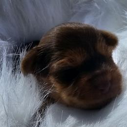 Athena - Chocolate and tan female Yorkshire Terrier puppy in Hamilton, Ohio from Purebred Yorkies of Ohio