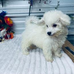 Frankie - White male Poodle puppy in Elgin, South Carolina from Silver Bells Paw Prints