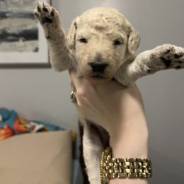 Poodle Puppies from Segraves Poodles
