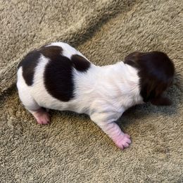 Mick - Piebald male Dachshund puppy in Indian Trail, North Carolina from Hilda’s Teenie Weenies
