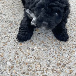 Boy 1 - Toy Australian Shepherd puppy in Orange, Texas from Fur The Love Of Doodle