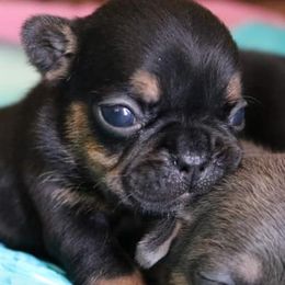French Bulldogs from Key of Perfection Frenchies