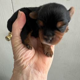 Baby Boy - Blue and gold male Yorkshire Terrier puppy in Darrington, Washington from Seven Cedars Yorkies