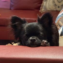 Javi - Chihuahua