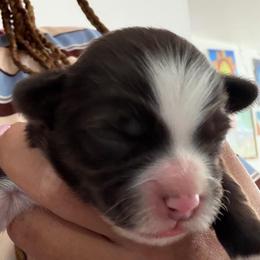 Jasmine - Chocolate female Havanese puppy in Culver City, California from Havan Sent Havanese