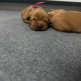 Girl 1 - Dark golden female Golden Retriever puppy in Summerville, South Carolina from Pawmetto Goldens