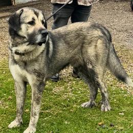 Capone - Anatolian Shepherd Dog