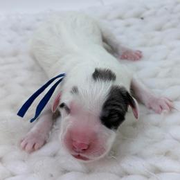 Walter - Blue Collar - White and badger male Great Pyrenees puppy in San Marcos, California from Faith Family Freedom Farm