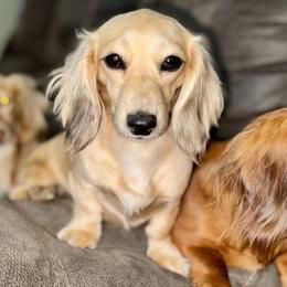 Lucy - Cream female Dachshund puppy in Hornbeck, Louisiana from A&Z Mini Dachshunds