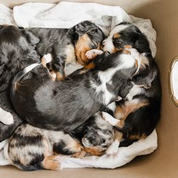 Companion Cross Puppies from The Darling Pup