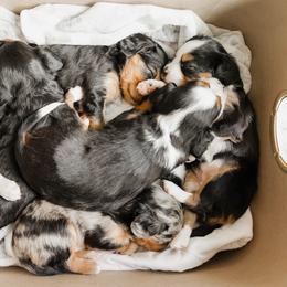 Companion Cross Puppies from The Darling Pup