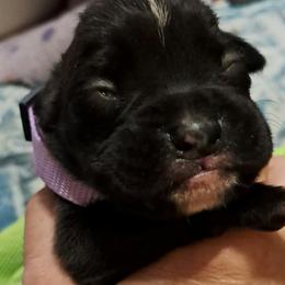 Light purple - Brindle female Boxer puppy in Franklin, Georgia from Lakeside Kennels of Franklin