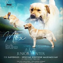 Max - Labrador Retriever