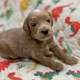Boy 1 - Caramel red male Australian Labradoodle puppy in Calhoun, Louisiana from Arrowhead Australian Labradoodles
