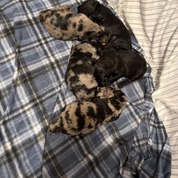 Labradoodle Puppies from LG Labradoodles