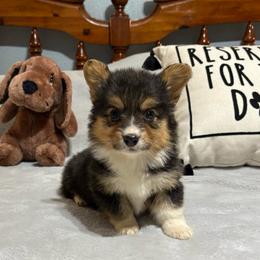 Full fluffy Boss - Black and white male American Corgi puppy in Decatur, Texas from Bar S Corgis