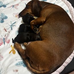Dachshund All Grown Up from Wiener world