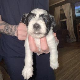 Girl 3 - Parti female Miniature Schnauzer puppy in Dunlap, Tennessee from Beards of Glory