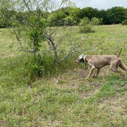 Rip - Weimaraner