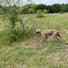 Rip - Weimaraner