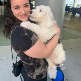 Sheepadoodle Puppies from Narrow Path Puppies