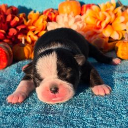 Classic Black n white - Black and white male Boston Terrier puppy in Corsicana, Texas from JT Bostons