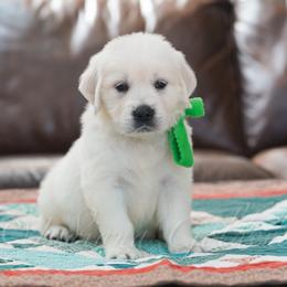 Girl 5 - female Golden Retriever puppy in Bedford, Indiana from Indiana Goldens